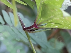 Convolvulaceae