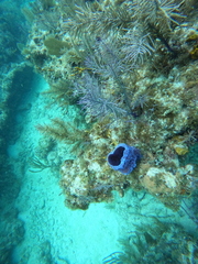 Callyspongia plicifera