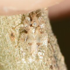 Corythucha floridana