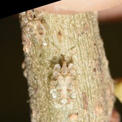 Corythucha floridana