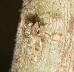 Corythucha floridana