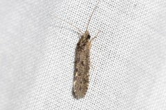 Ecnomidae