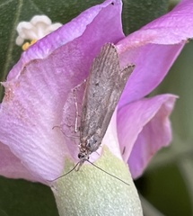 Heteromicta pachytera