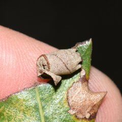 Attelabidae
