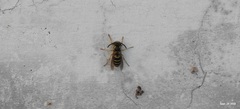 Vespula flaviceps