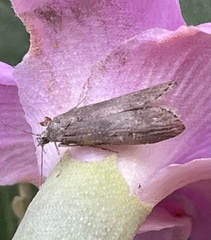 Heteromicta pachytera