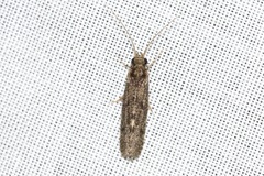 Ecnomidae