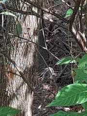 Sciurus carolinensis