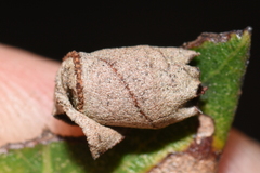 Attelabidae