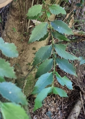 Atherosperma moschatum