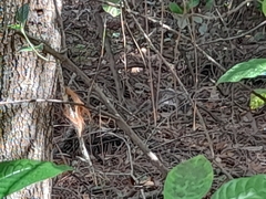 Sciurus carolinensis