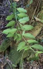 Atherosperma moschatum