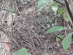 Sciurus carolinensis