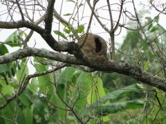 Furnarius leucopus cinnamomeus