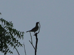 Turdus maculirostris