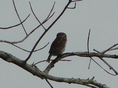 Glaucidium peruanum