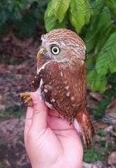 Glaucidium peruanum