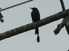 Momotus subrufescens