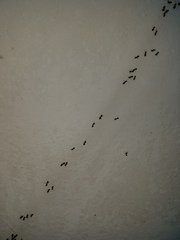 Crematogaster ashmeadi