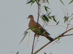 Patagioenas
