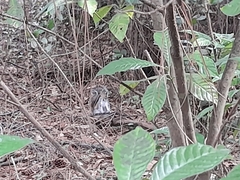 Sciurus carolinensis