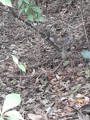 Sciurus carolinensis
