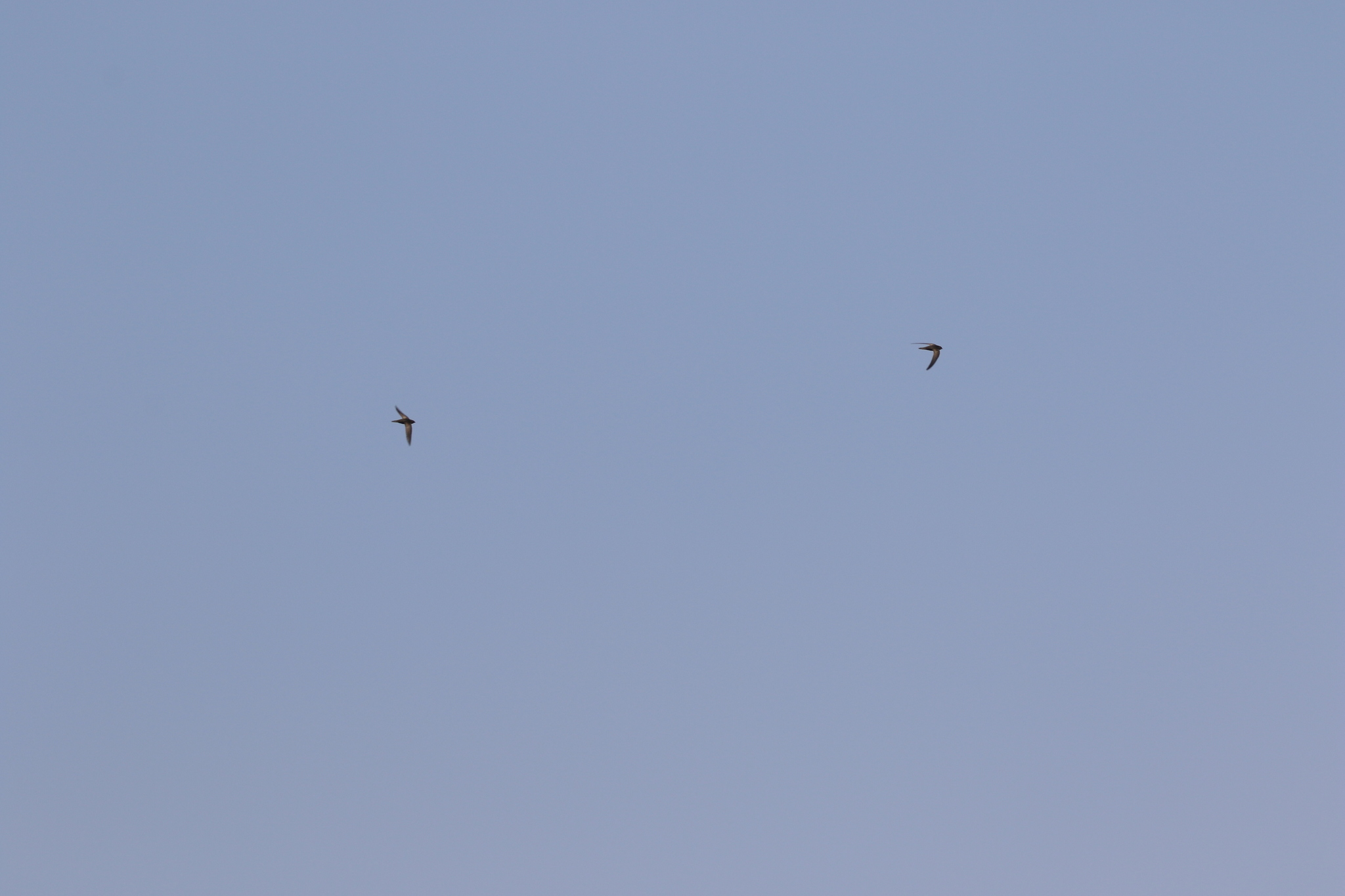 Malagasy Black Swift (Apus balstoni), photo 2