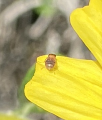 Thaumatomyia glabra