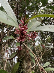 Myrsine seguinii