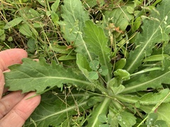 Erigeron philadelphicus
