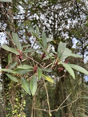 Myrsine seguinii