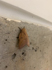 Adeloneivaia subangulata