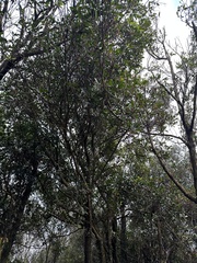 Myrsine seguinii