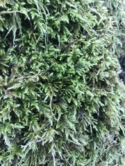 Homalothecium fulgescens