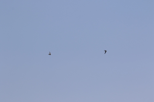 Malagasy Black Swift (Apus balstoni), photo 5