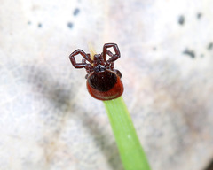 Ixodes pacificus