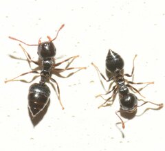 Crematogaster ashmeadi