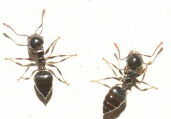 Crematogaster ashmeadi