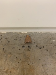 Adeloneivaia subangulata