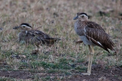 Burhinus bistriatus