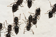 Crematogaster ashmeadi