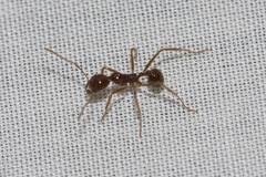 Aphaenogaster longiceps
