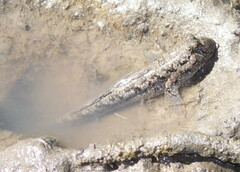 Periophthalmus argentilineatus