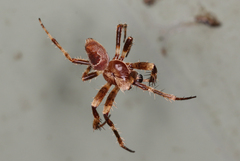 Hortophora