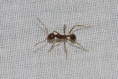Aphaenogaster longiceps