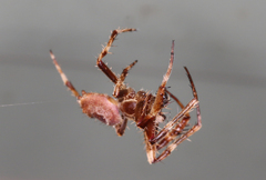 Hortophora