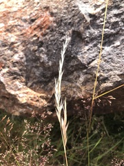 Rytidosperma gracile