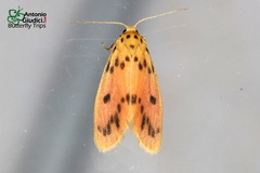 Miltochrista parallelina