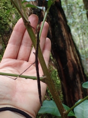 Candovia annulata