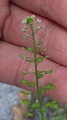 Lepidium virginicum